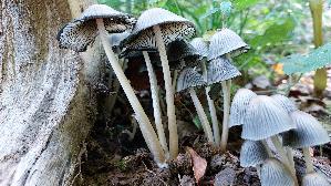 Steifstieliger-Tintling_Coprinellus-hiascens_20260929_122025.jpg