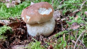Steinpilz_Boletus-edulis_20250930_135315.jpg