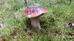 Steinpilz_Boletus-edulis_20251001_152407.jpg