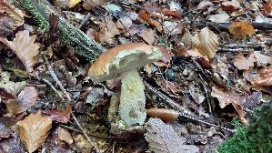 Steinpilz_Boletus-edulis_20251002_153232.jpg