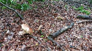Steinpilz_Boletus-edulis_20251006_114108.jpg
