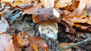 Steinpilz_Boletus-edulis_20251029_112849.jpg