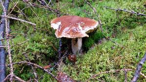 Steinpilz_Boletus-edulis_20251103_130038.jpg