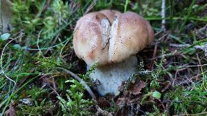 Steinpilz_Boletus-edulis_20260916_122514.jpg