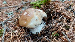 Steinpilz_Boletus-edulis_20260919_101221.jpg