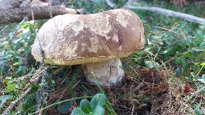 Steinpilz_Boletus-edulis_20260919_123950.jpg