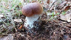 Steinpilz_Boletus-edulis_20260926_122611.jpg