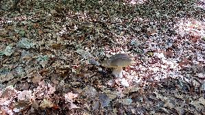 Steinpilz_Boletus-edulis_20260926_140841.jpg
