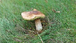 Steinpilz_Boletus-edulis_20260929_144401.jpg
