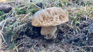 Steinpilz_Boletus-edulis_20261003_110949.jpg