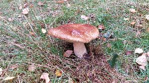 Steinpilz_Boletus-edulis_20261013_114200.jpg