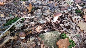 Steinpilz_Boletus-edulis_20261015_125040.jpg