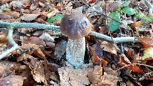 Steinpilz_Boletus-edulis_20261020_112432.jpg