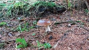 Steinpilz_Boletus-edulis_20261022_110144.jpg