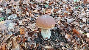 Steinpilz_Boletus-edulis_20261022_123724.jpg