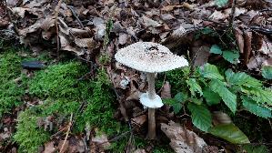 Sternschuppiger-Riesenschirmpilz_Macrolepiota-rhodosperma_20250916_130552.jpg