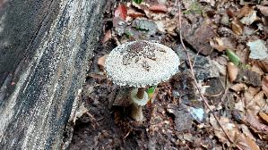 Sternschuppiger-Riesenschirmpilz_Macrolepiota-rhodosperma_20251015_125536.jpg