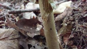 Sternschuppiger-Riesenschirmpilz_Macrolepiota-rhodosperma_20260912_135652.jpg