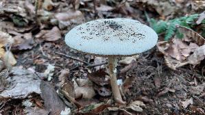 Sternschuppiger-Riesenschirmpilz_Macrolepiota-rhodosperma_20260912_135707.jpg