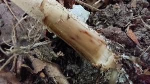 Sternschuppiger-Riesenschirmpilz_Macrolepiota-rhodosperma_20260912_135936.jpg
