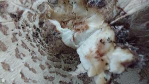 Sternschuppiger-Riesenschirmpilz_Macrolepiota-rhodosperma_20260912_140004.jpg