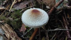 Stink---Schirmling_Lepiota-cristata_20250909_111820.jpg