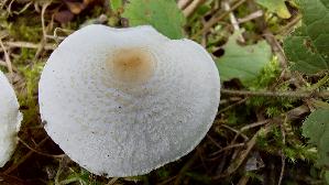 Stink---Schirmling_Lepiota-cristata_20260903_144906.jpg