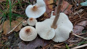 Stink---Schirmling_Lepiota-cristata_20260918_094524.jpg
