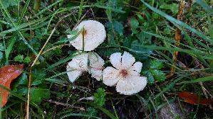 Stink---Schirmling_Lepiota-cristata_20261003_110211.jpg