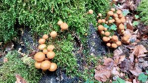 Stockschwaemmchen_Kuehneromyces-mutabilis_20250801_132555.jpg