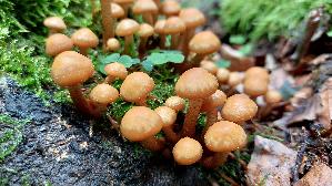 Stockschwaemmchen_Kuehneromyces-mutabilis_20250801_132701.jpg
