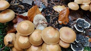 Stockschwaemmchen_Kuehneromyces-mutabilis_20251021_114436.jpg