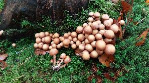 Stockschwaemmchen_Kuehneromyces-mutabilis_20251028_124227.jpg