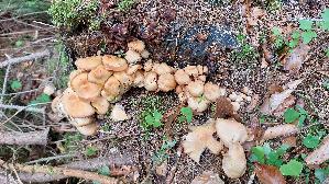 Stockschwaemmchen_Kuehneromyces-mutabilis_20260419_160436.jpg