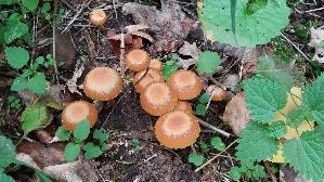 Stockschwaemmchen_Kuehneromyces-mutabilis_20260929_142229.jpg