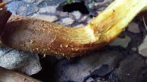 Stockschwaemmchen_Kuehneromyces-mutabilis_20261011_132805.jpg
