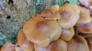 Stockschwaemmchen_Kuehneromyces-mutabilis_20261011_132837.jpg