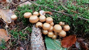 Stockschwaemmchen_Kuehneromyces-mutabilis_20261011_144327.jpg