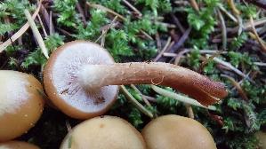 Stockschwaemmchen_Kuehneromyces-mutabilis_20261011_144342.jpg
