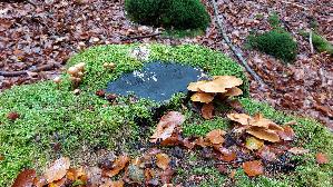Stockschwaemmchen_Kuehneromyces-mutabilis_20261013_134341.jpg