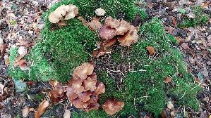 Stockschwaemmchen_Kuehneromyces-mutabilis_20261014_130937.jpg