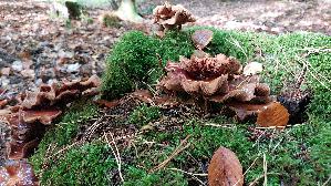 Stockschwaemmchen_Kuehneromyces-mutabilis_20261014_131044.jpg