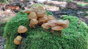 Stockschwaemmchen_Kuehneromyces-mutabilis_20261015_140027.jpg