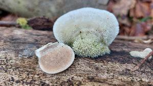 Striegelige-Tramete_Trametes-hirsuta_20250104_145849.jpg