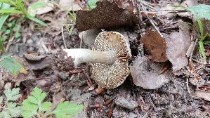 Strohgelber-Ris--spilz_Inocybe-cookei_20240611_131619.jpg