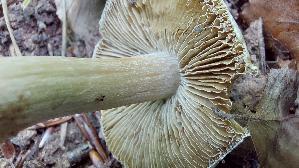 Strohgelber-Ris--spilz_Inocybe-cookei_20240611_131638.jpg