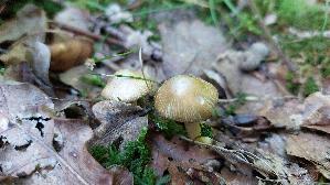 Strohgelber-Ris--spilz_Inocybe-cookei_20250822_115312.jpg
