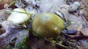 Strohgelber-Ris--spilz_Inocybe-cookei_20250822_115322.jpg