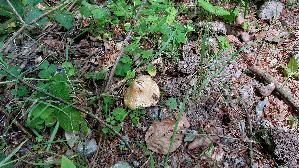 Strohgelber-Ris--spilz_Inocybe-cookei_20260607_130250.jpg