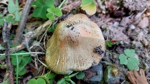 Strohgelber-Ris--spilz_Inocybe-cookei_20260607_130259.jpg
